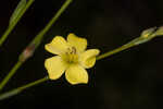 Florida yellow flax